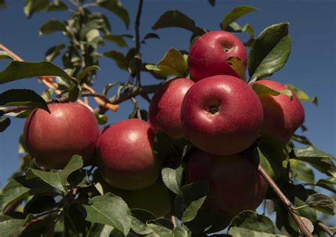 Apple Harvest Begins Orchards Struggle With Costs