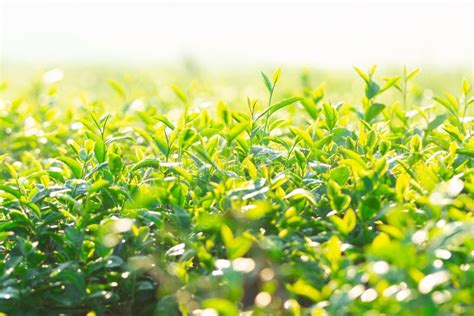 Green Tea Field In The Morning Light Organic Tea Plantations Stock