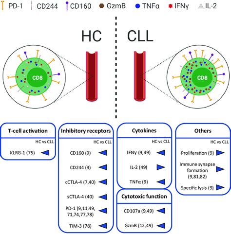 Comparison Of Cd8 T Cells From Blood Of Cll Patients And Healthy