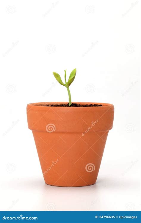 Baby Plant In Pot Stock Image Image Of Birth Earth 34796635