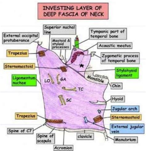 Fascial Layers Of The Neck And Carotid Sheath Imedscholar