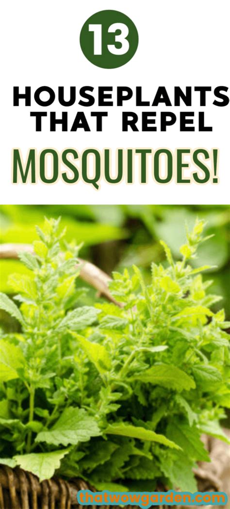 13 Plants That Repel Mosquitoes | ThatWoWGarden