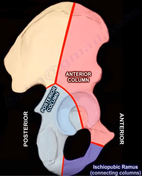 Anatomy Of The Acetabulum The Column Principle Divides The By Nabil