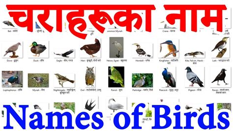 In english, there are a surprising number of idioms that use the word 'bird'. Names of BIRDS in English and Nepali चराहरुको नाम - YouTube