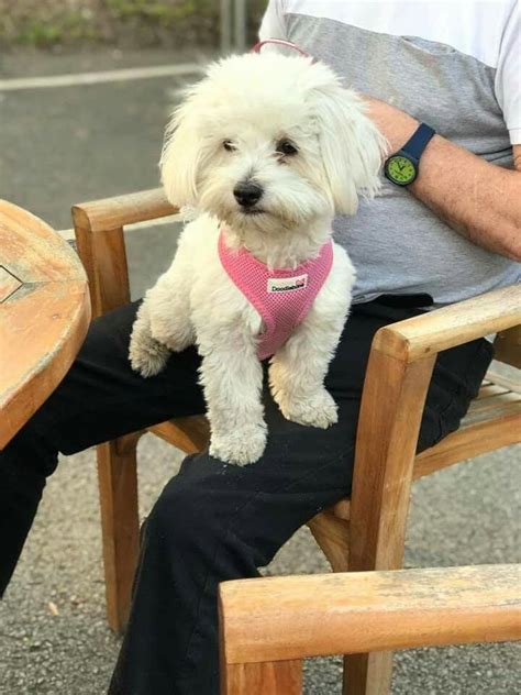 Hotel rooms in sant'eufemia lamezia are generally cheapest on saturday and more costly on monday. Pin by Karen Levin on Coton de Tulear | Coton de tulear ...