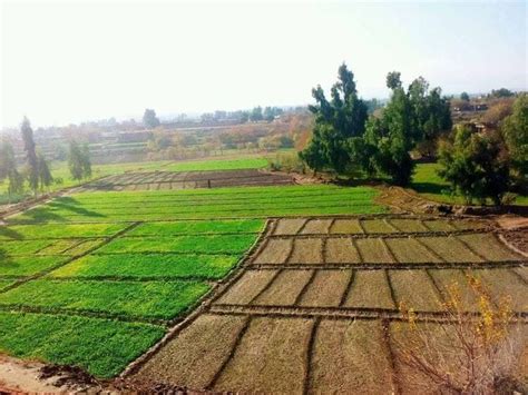 Nangarhar Afghanistan Farmland Outdoor Afghanistan