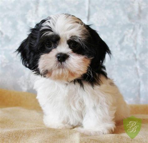 Teacup yorkie puppies for sale (yorkshire terrier) 7 adorable teacup yorkie puppies looking for a good home! Puppies for Sale - Michigan Shih Tzu Breeders | Puppies ...
