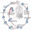 (PDF) Entamoeba histolytica ,life cycle