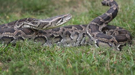 Florida Officials Remove 5000 Pythons From Everglades Fox31 Denver