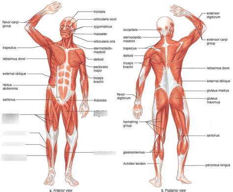 Muscular System Anterior View 3 Diagram Quizlet