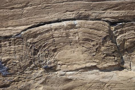 Cross Section Of Proterozoic Stromatolite Stock Image C0128207