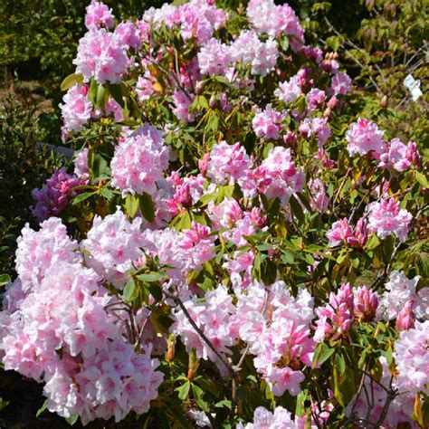 Rhododendron Pink Pearl Rhodo Pépinières Lepage Bretagne Bord De Mer