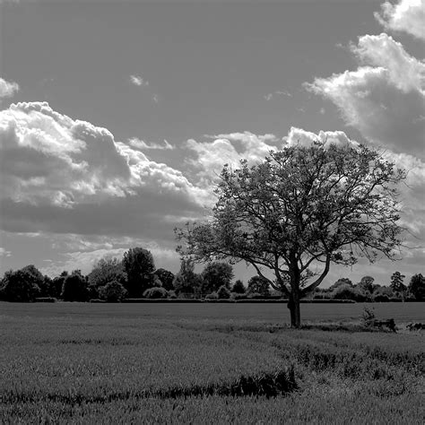 Photo Lone Tree Black And White Kirkville