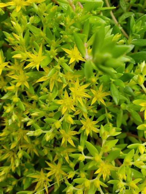 Sedum Sarmentosum Stonecrop Gold Moss 돌나물 Potted Plant Etsy