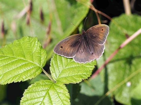 Roys Nature Logbook Meadow Brown Butterfly