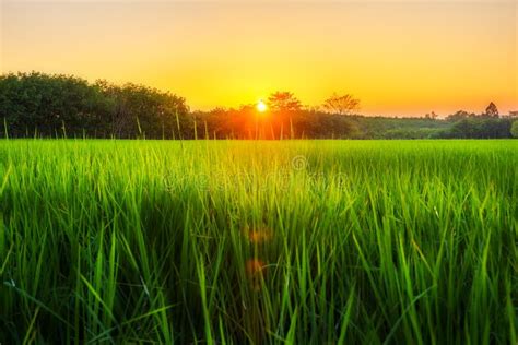 Rice Field With Sunrise Or Sunset In Moning Light Stock Image Image