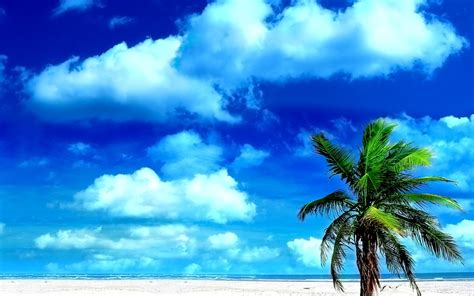Palm Skies Beaches Wallpapers Hd Desktop And Mobile Backgrounds