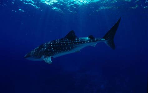 5 Interesting Facts About Whale Sharks Wwf