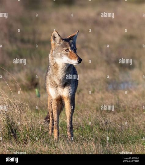 Coyote (Canis latrans), a presumable natural hybrid with red wolf