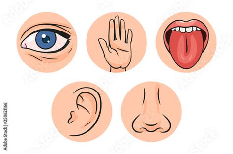Five Senses Vector Illustrations Taste Sight Touch Smell Hearing