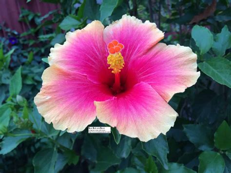 Blue, purple, and white iris flower pictures and meanings. Hibiscus Multi Colored - Desert Horizon Nursery
