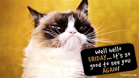 What Does Your Friday Face Look Like Grumpy Cat Grumpy Cat Humor Cats