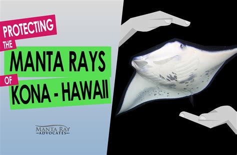 Protecting Manta Rays In Hawaii Manta Ray Advocates Hawaii