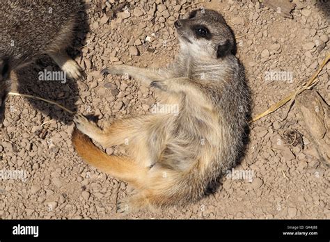 Meerkat Lying On Ground Stock Photo Alamy