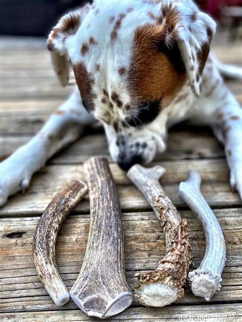 Antler Chews For Dogs Dylan And Rainey 100 Organic And Usa Sourced