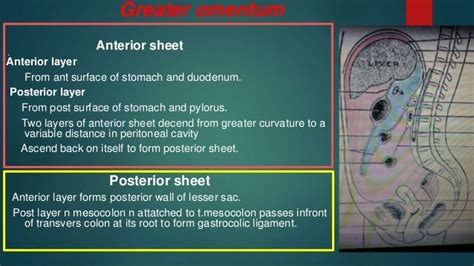 Peritoneum Anatomy And Pathology Part 1