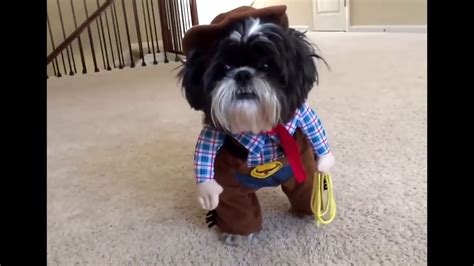 Dog Compilation Dog In Costume Funny Video By Pride 6 Youtube