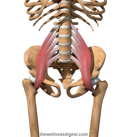 Iliopsoas Muscles Origin Insertion Action The Wellness Digest
