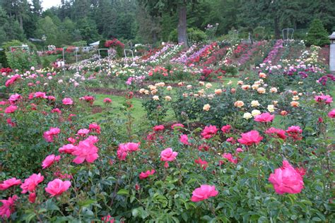 International Rose Test Garden A Confluence Of Roses Science And