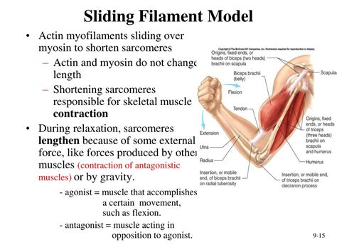 Ppt Sliding Filament Theory And Major Muscles Of The Human Body My Xxx Hot Girl