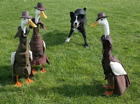 Stylish Ducks Waddle Down The Catwalk In Annual Fashion Show Duck