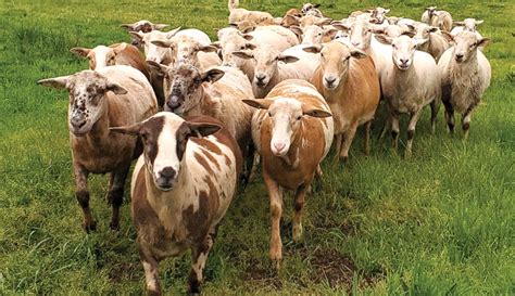Love My Livestock Breed Katahdin Sheep Hobby Farms