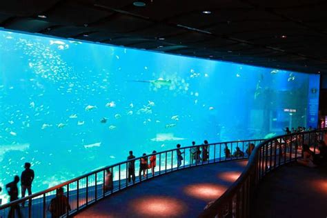 Sea Aquarium The Worlds Largest Aquarium Sentosa Singapore