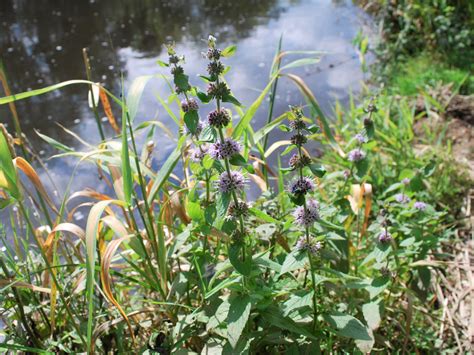 Water Mint