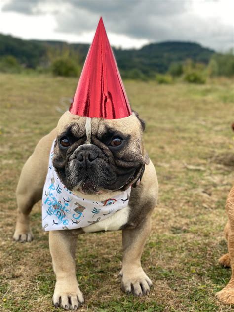 Derp Doggo In A Birthday Hat My Very Own Derp Doggo To