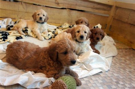 They are smart, loving, playful, and we believe you'll fall in love with the english golden as much as we have! Golden Retriever Puppies For Sale | Dallas, TX #198630