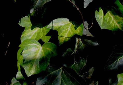Light On Ivy Leaves Free Stock Photo Public Domain Pictures