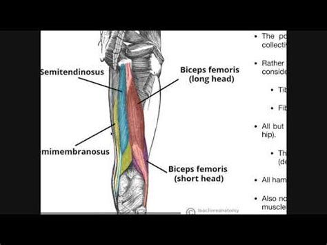 Tendons are composed of bundles of collagen, predominantly type i, surrounding parallel rows of fibroblasts known as tenocytes. Anatomy from the Hamstring Muscles - Fitness Tips | 2020