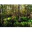 Free Photo Deep Woods  Cypress Florida Forest Download Jooinn