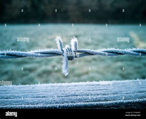 Frost On A Barbed Wire Fence In The Morning Stock Photo Alamy