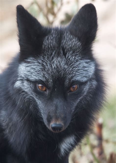 A Close Up Of A Black Animal With Orange Eyes