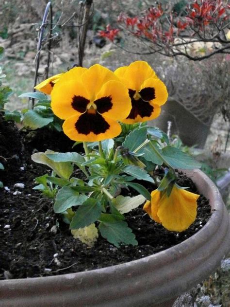 Growing Pansies How To Grow And Care For Pansy Flowers