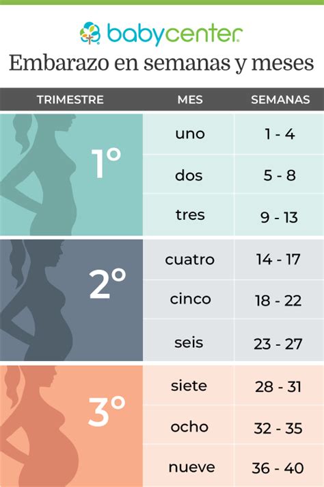 Como Calcular Las Semanas De Embarazo Exactas Tipos De Gimnasia