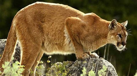 Security Camera Captures Cougar Video In Southeast Wisconsin