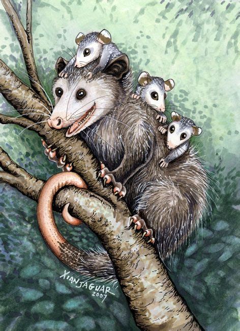 Opossum Totem Card By Xianjaguar On Deviantart Cute Animal Drawings