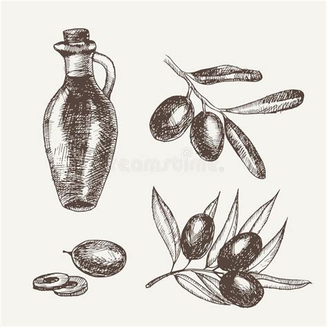 Hand Drawn Pencil Olive Set Branch And Botle Of Olive Oil Handdrawn